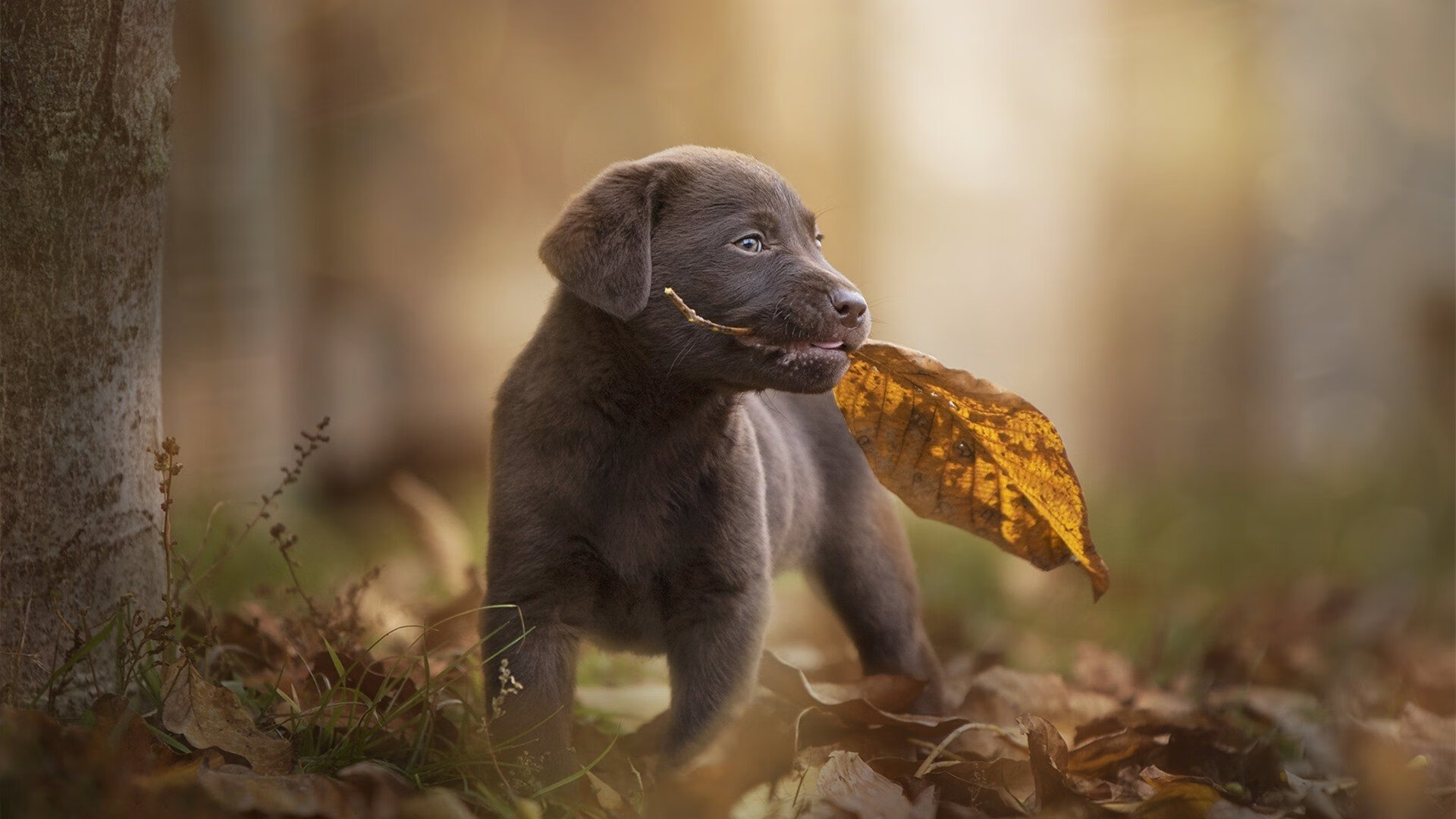 四节鏖战定乾坤！恩比德爆发难救主，猛龙最后时刻逆转快船纪实