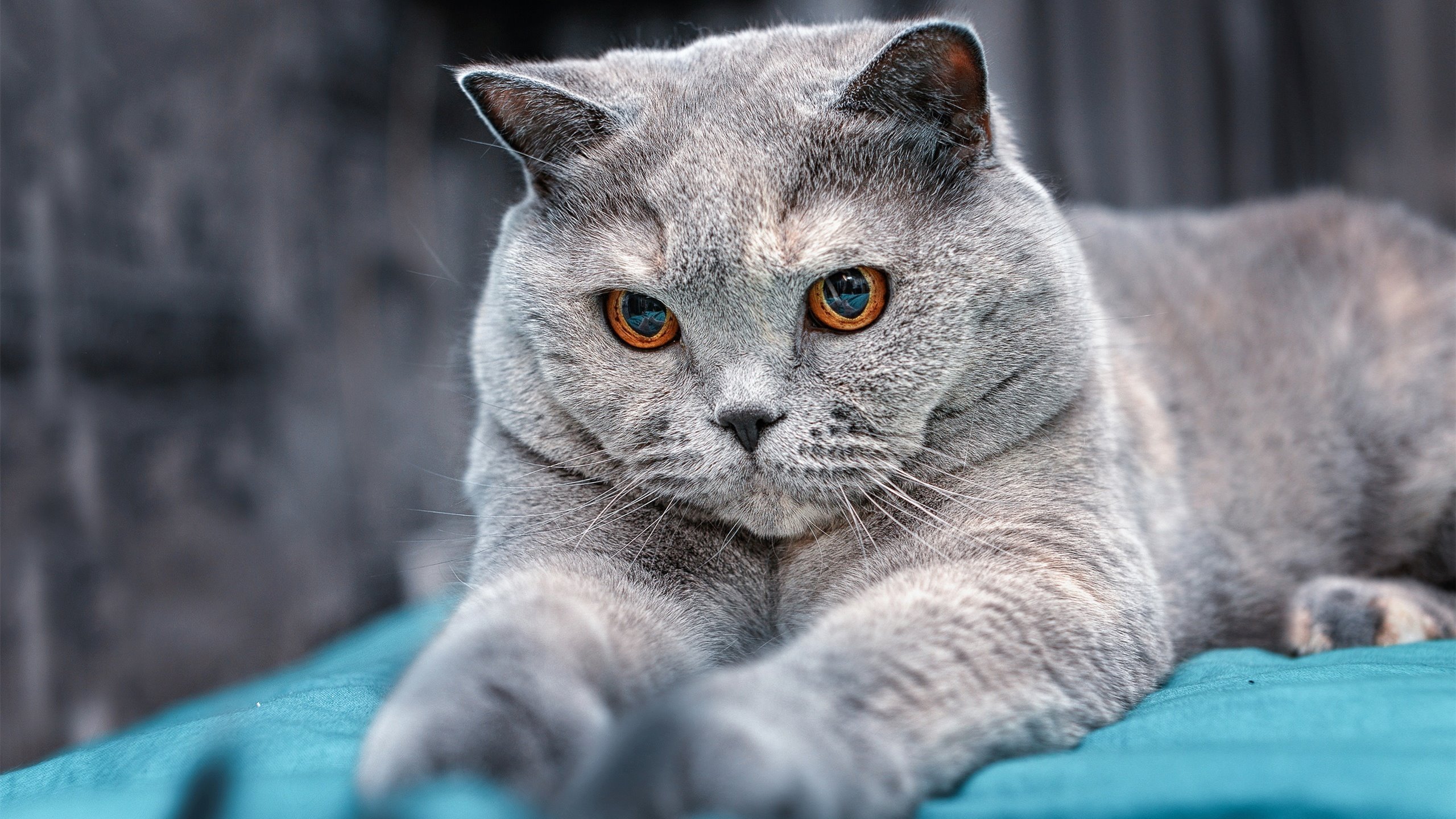 维尼修斯爆发引领攻势，利物浦力斩塞内加尔劲旅