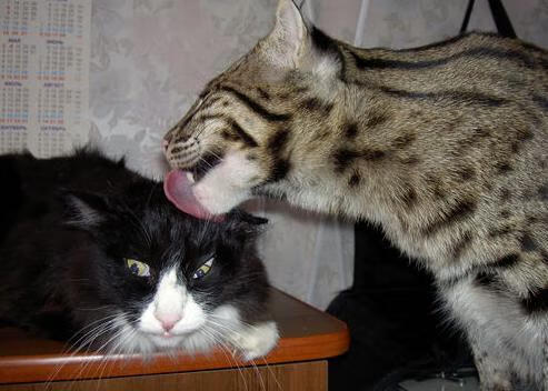 开云体育入口-唯一之战，从东决焦点到马赛智利，体育关键战的永恒魅力