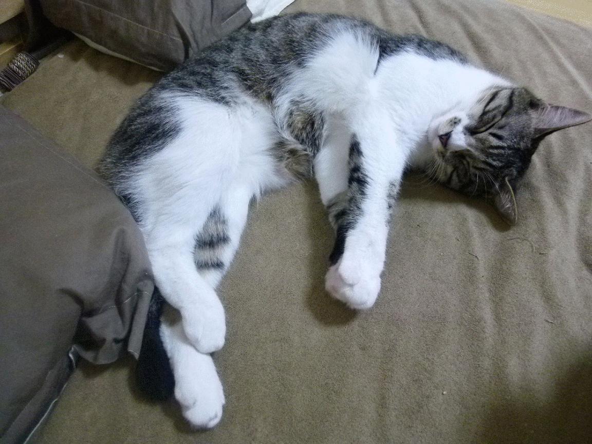 开云体育APP下载-当马奎尔遇见卡瓦哈尔，一场虚构的跨界生死战如何重写现代竞技叙事