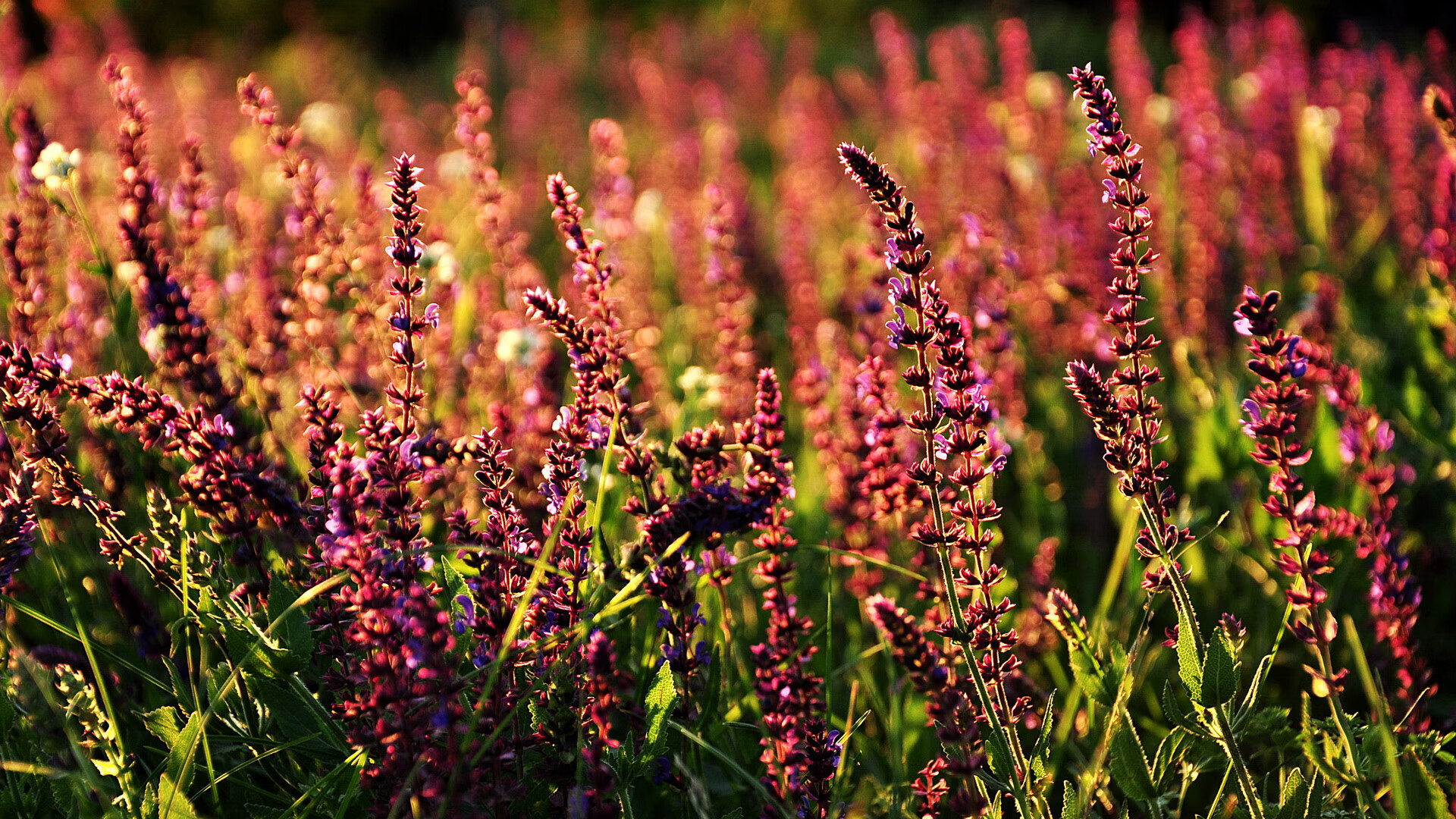 开云体育2026-当东方狼群围猎明尼苏达—辽宁末节窒息战术如何锁死爱德华兹