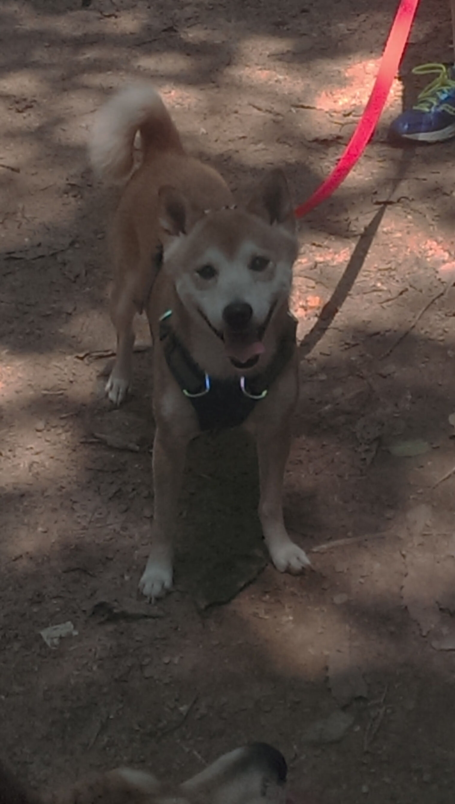 当世界以为只是序章，班凯罗把总决赛之夜变成个人宣言