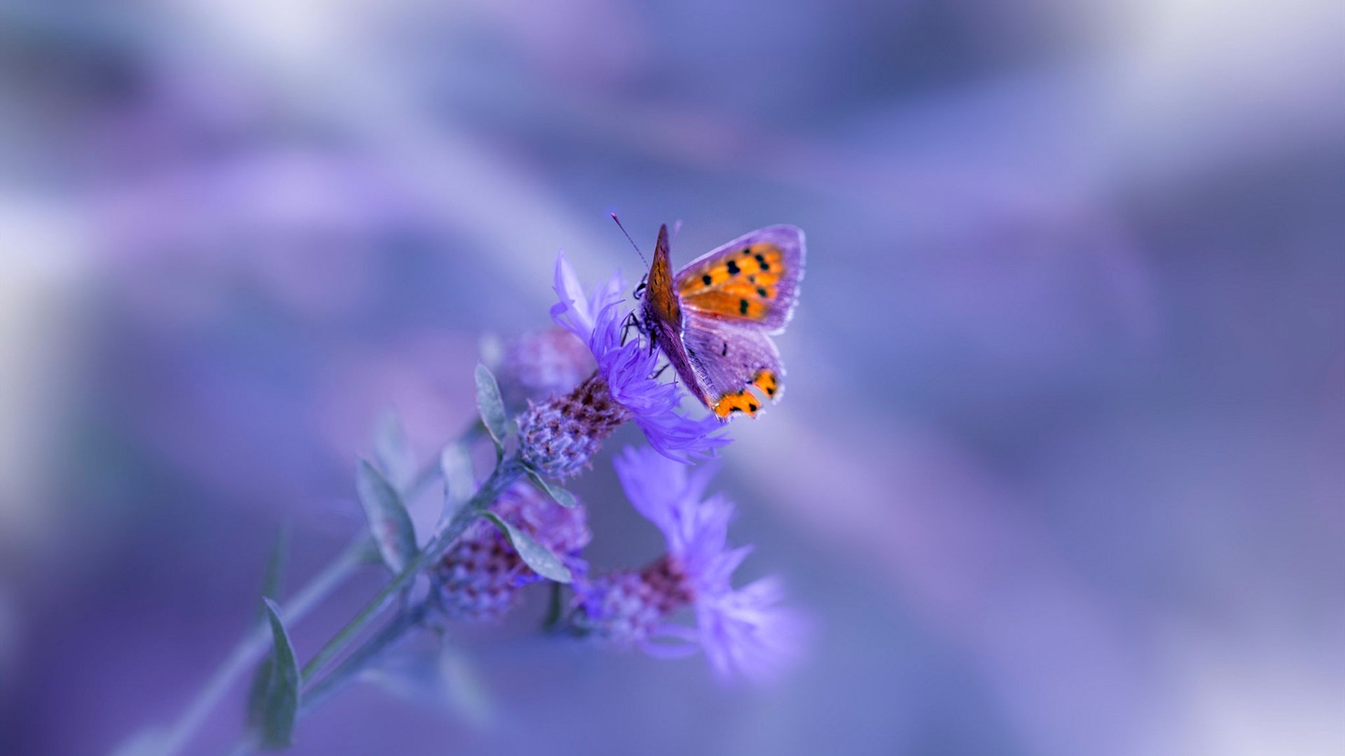 铁网笼罩天使城,步行者窒息式防守绞杀快船夺冠希望