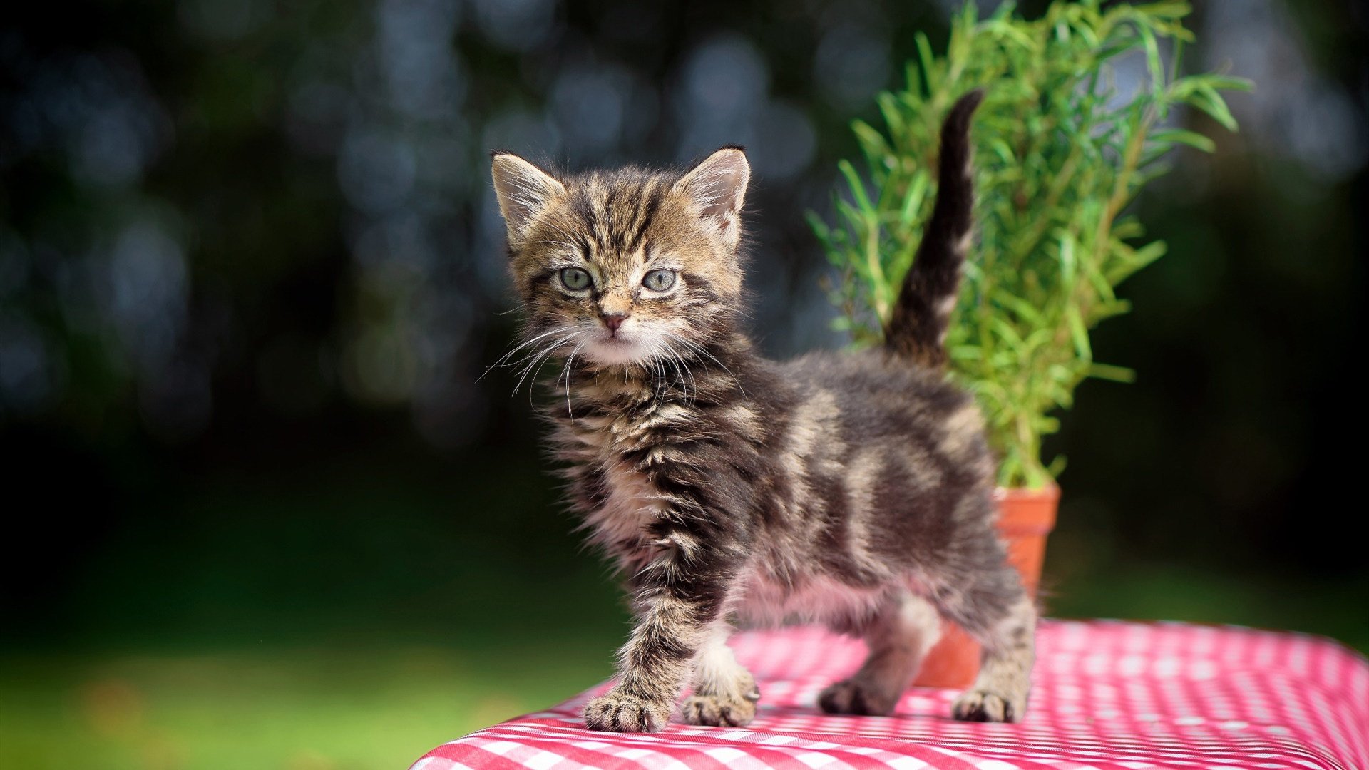 跨界对话,当NBA总决赛的集体智慧照亮阿森纳的战术革命