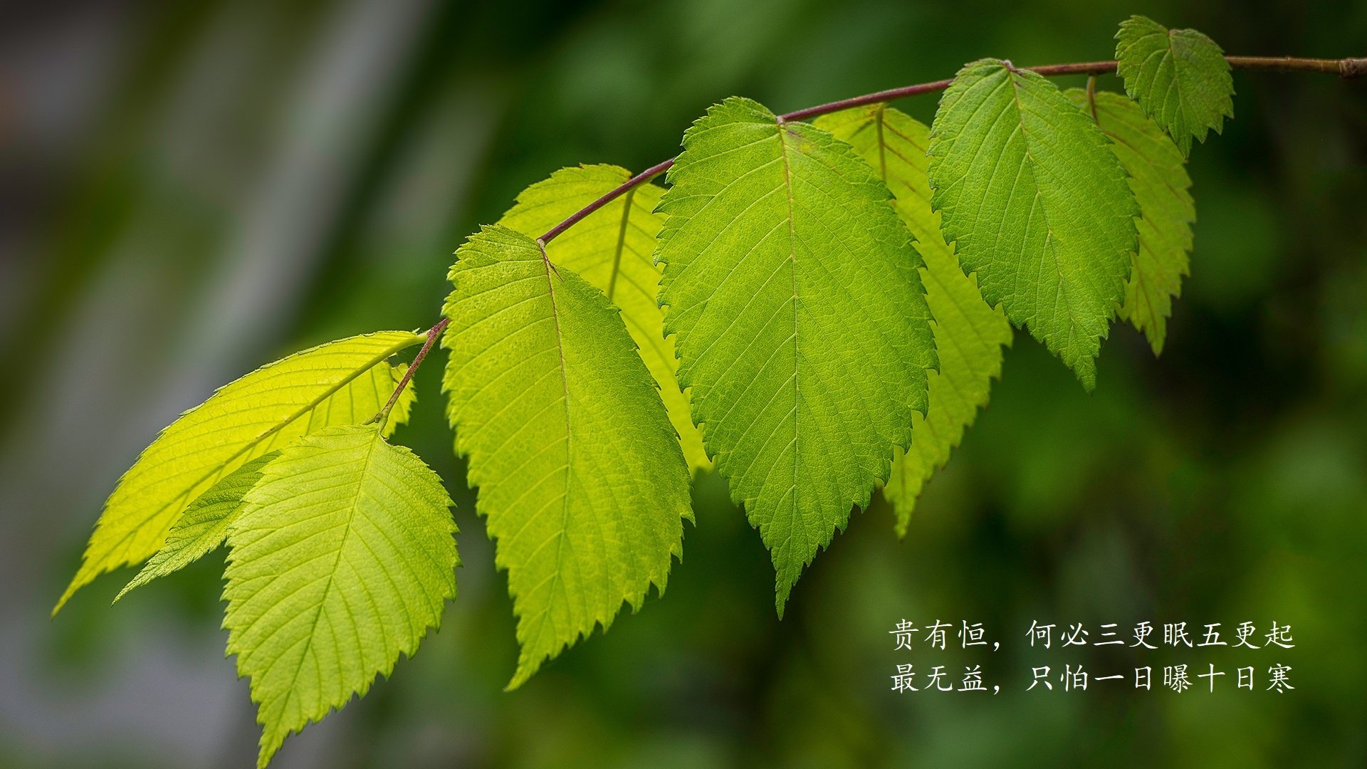 巴格达的蓝衣梅西，当法国天才登贝莱身披伊拉克战袍，在2026世界杯上完成史诗级碾压