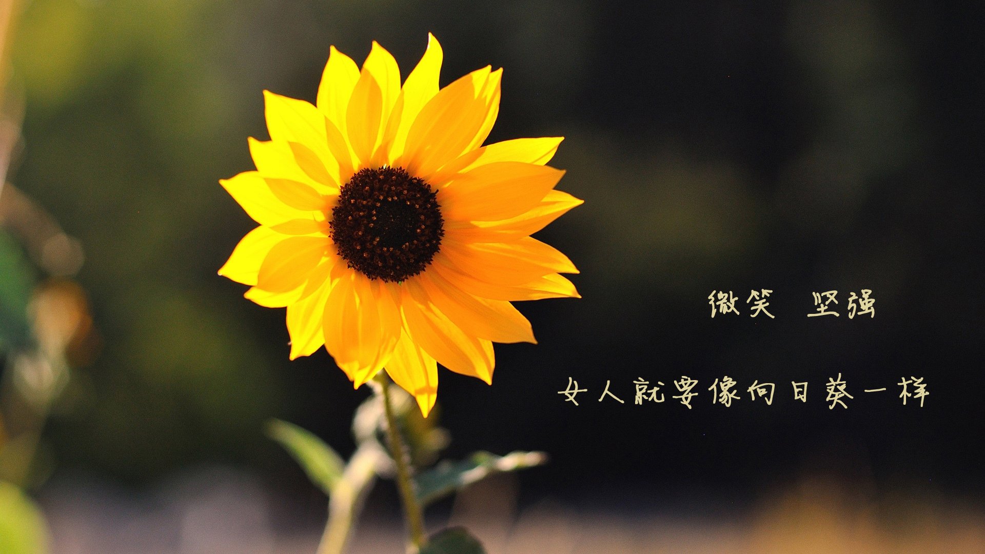 喀尔巴阡的叹息与钟表的停摆，费利克斯一剑封喉，罗马尼亚中场铁锁横江，绝杀瑞士于天神下凡之际